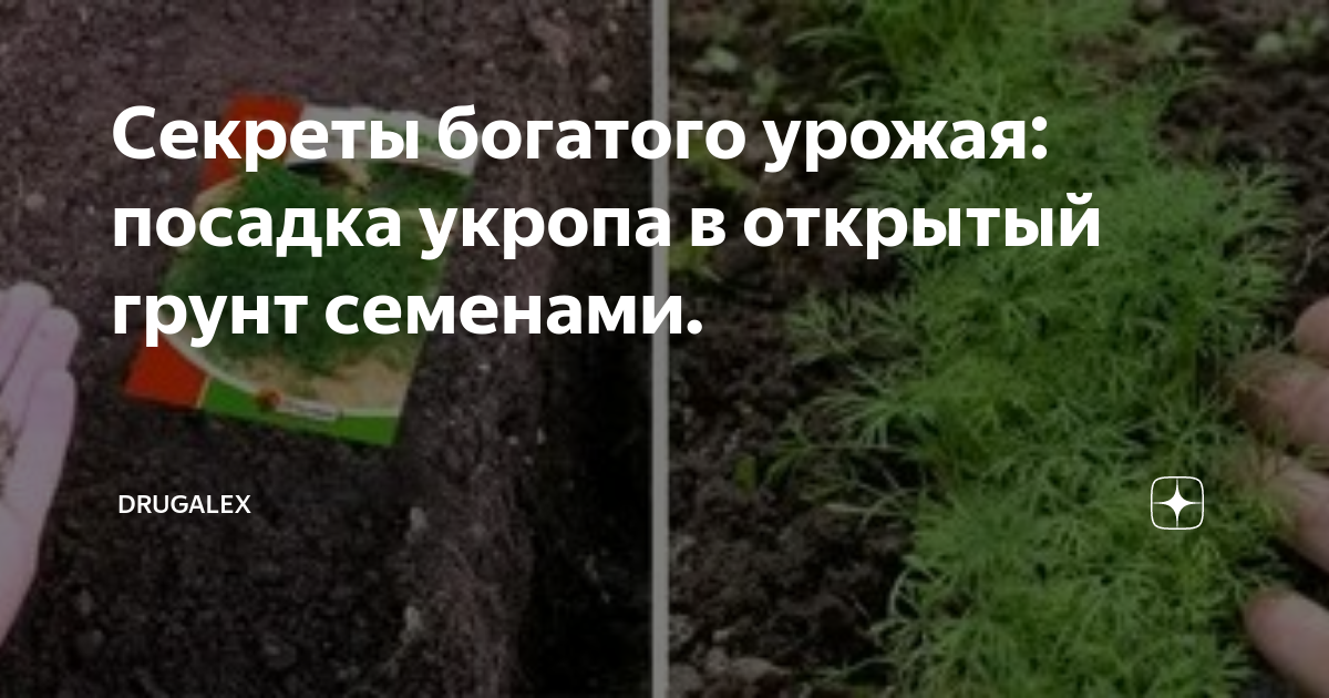 Когда можно сажать укроп. Когда сажать укроп в открытый грунт. Посадка укропа в открытый грунт семенами весной. Схема высадки укропа. Всходы укропа после посева.