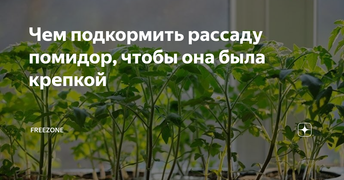 Слабая рассада томатов чем подкормить. Чем подкормить рассаду помидор. Рыхление почвы у рассады помидор. Рассада помидор не здорова. Как подкормить рассаду помидор.