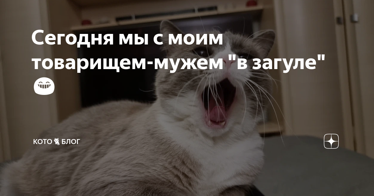 Сегодня мы с моим товарищем-мужем "в загуле" ?? | КОТО??БЛОГ | Дзен