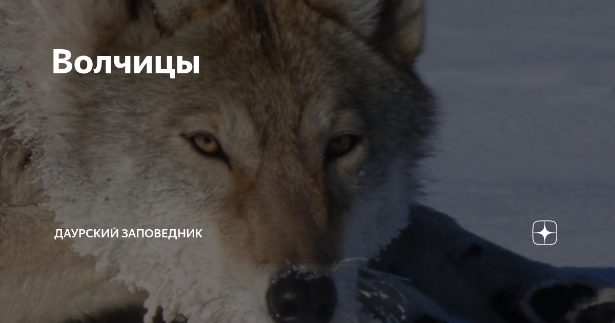 Волчицы | Даурский заповедник | Дзен
