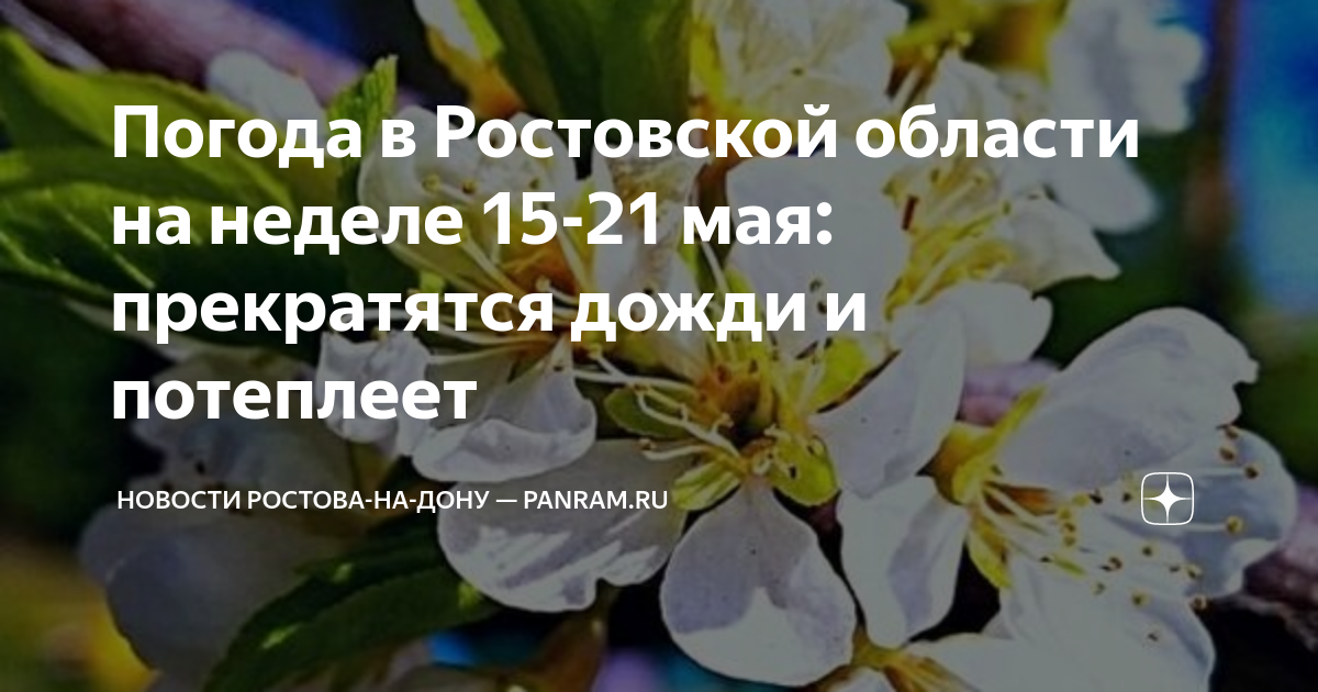 Шакал в ростовской обл фото как выглядит