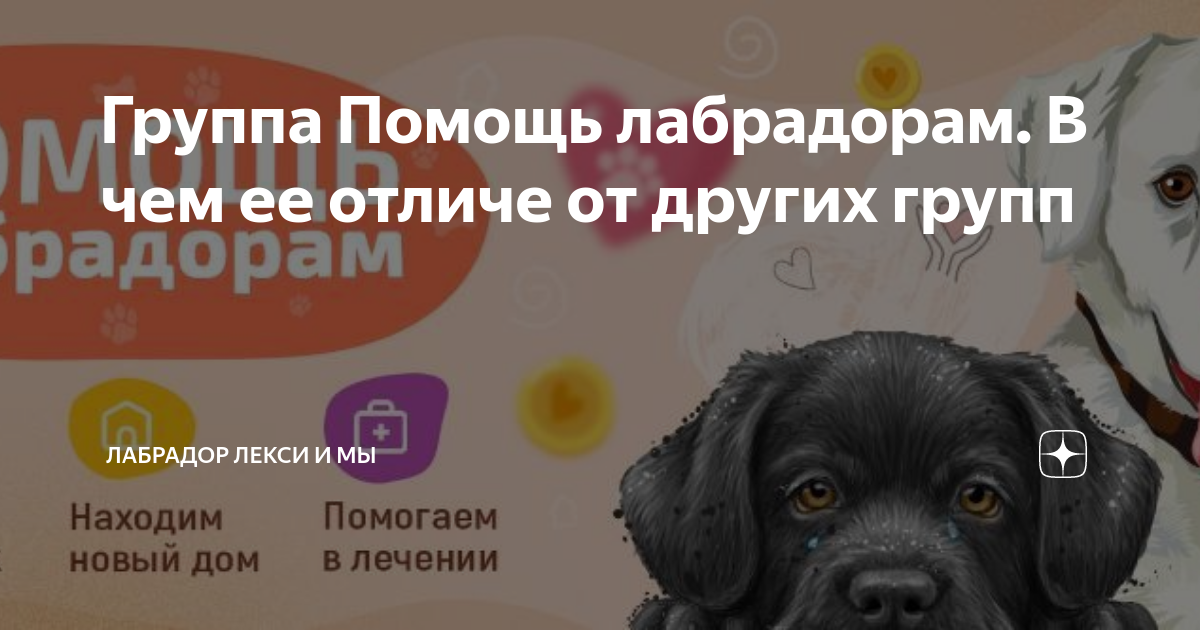 Помощь лабрадорам