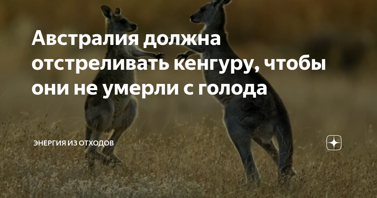 В Австралии предложили отстреливать кенгуру, чтобы они не умирали от голода
