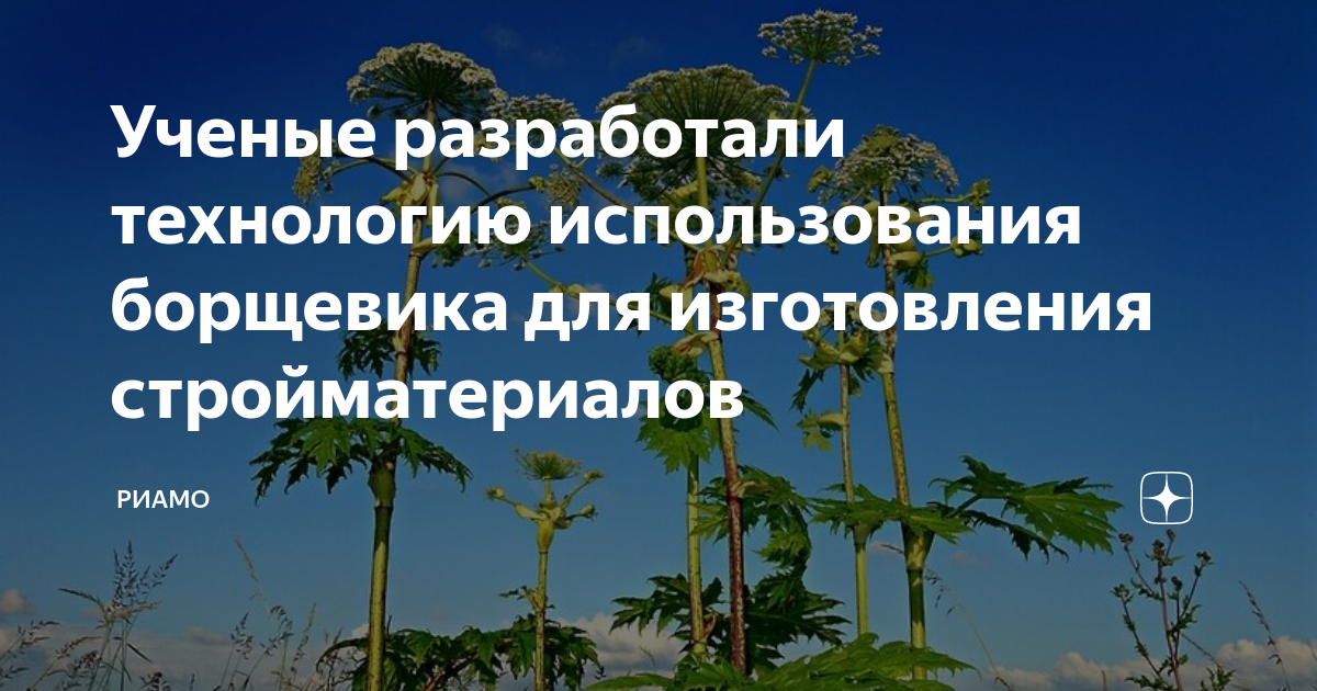 Как некоторые умельцы научились извлекать пользу из борщевика Сосновского