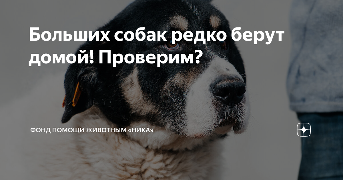 Сдать собаку навсегда