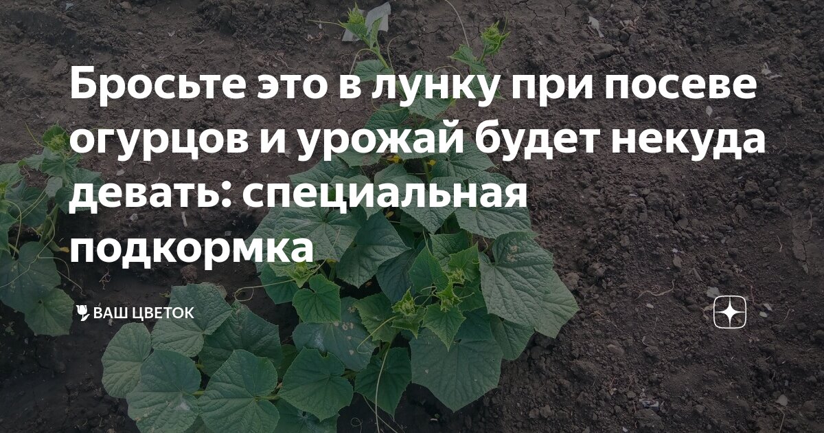 Что положить в лунку при посадке огурца