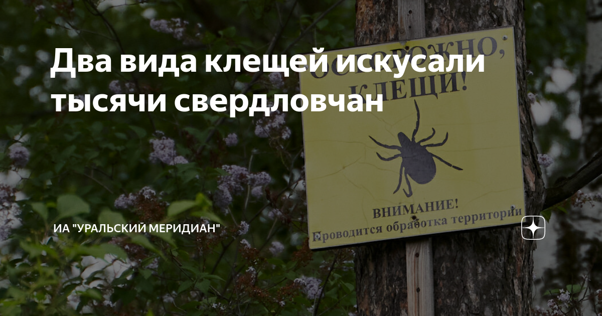 Два вида клещей искусали тысячи свердловчан | ИА "Уральский меридиан ...