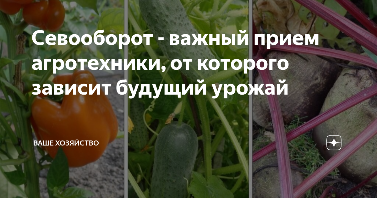 Для повышения урожайности овощных культур