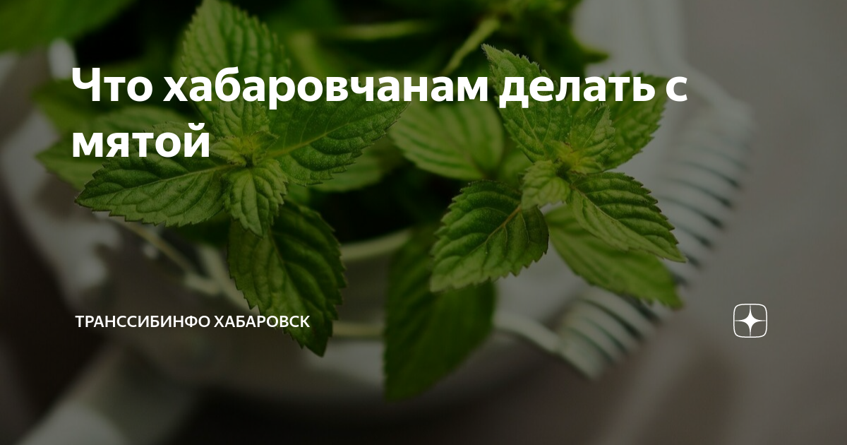 Мята Мелисса перечная мята