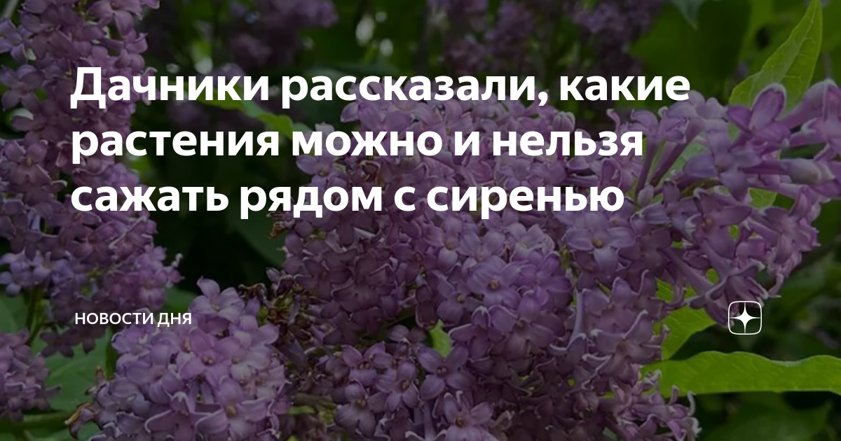 Какой цветок нельзя сажать в 2024 году