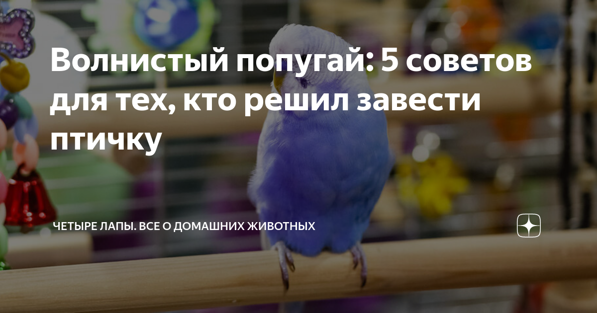 Какую птичку завести