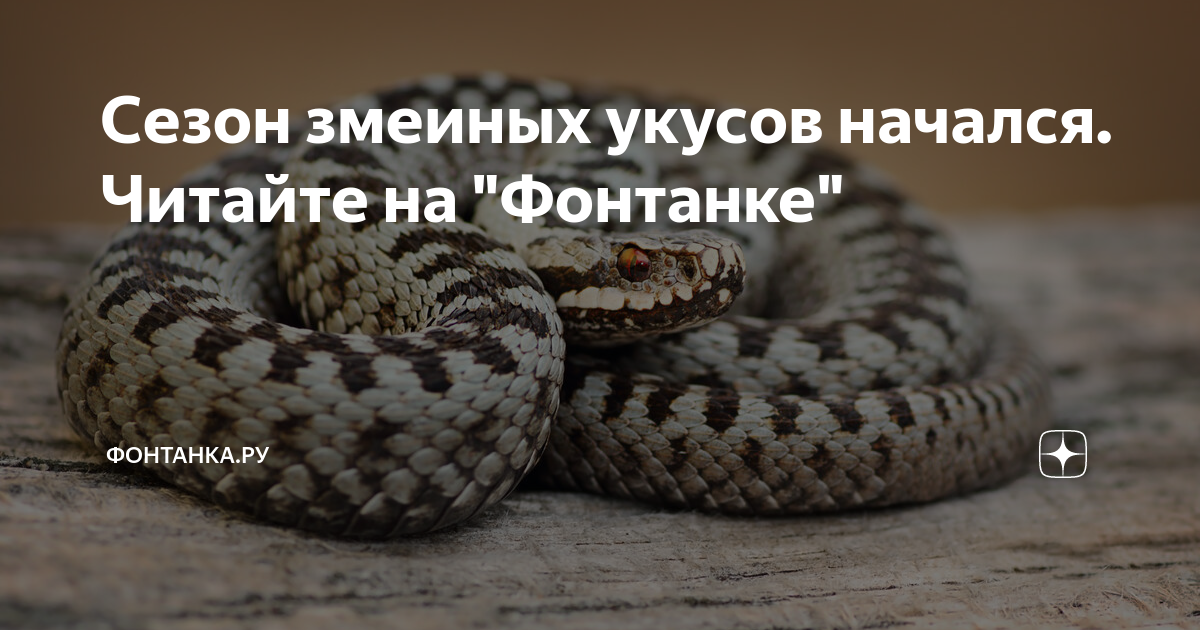 Меры первой помощи при укусе ядовитой змеи:. Безопасность при встрече со змеями. Походу меня укусила змея надо отсосать яд. Действия при укусах змей. Бумсланг змея.