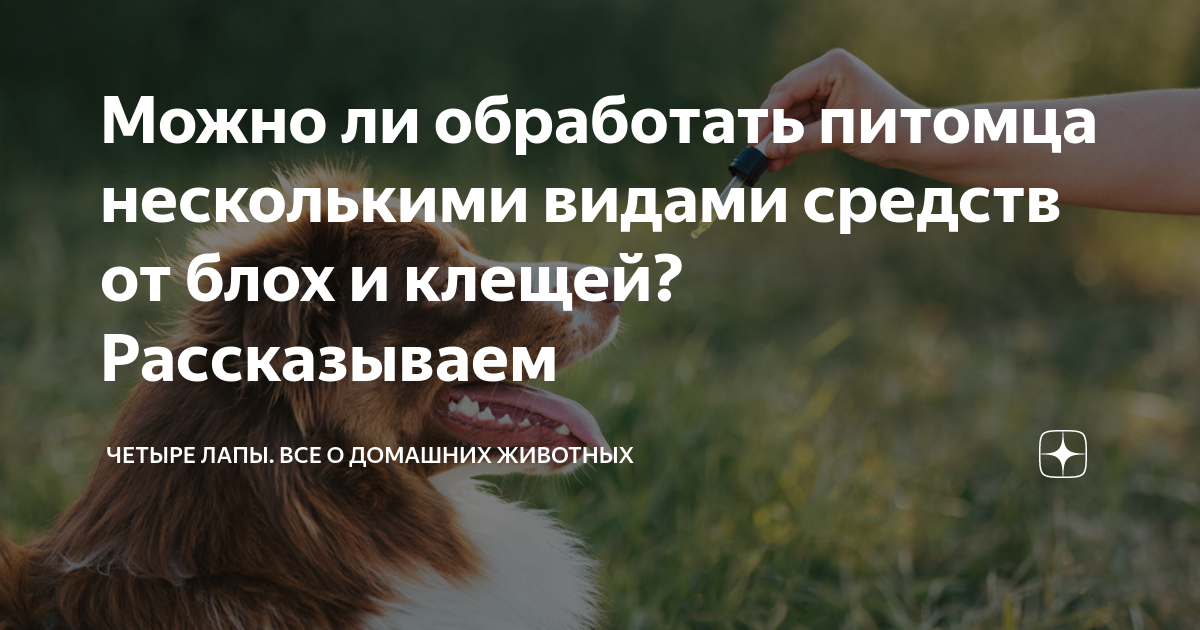 Можно ли обработать питомца несколькими видами средств от блох и клещей ...