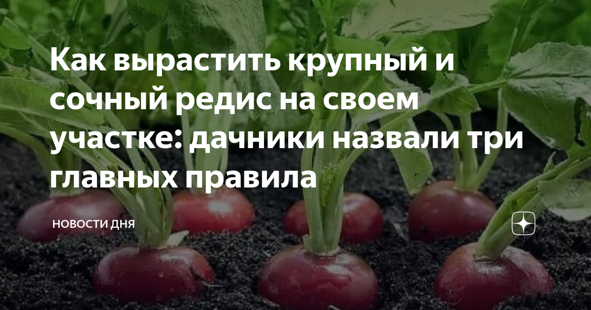 Что можно посадить после редиски. Посадить редиску. Редиска на грядке. Редис посадка и уход в открытом грунте. Посадка редиса весной.