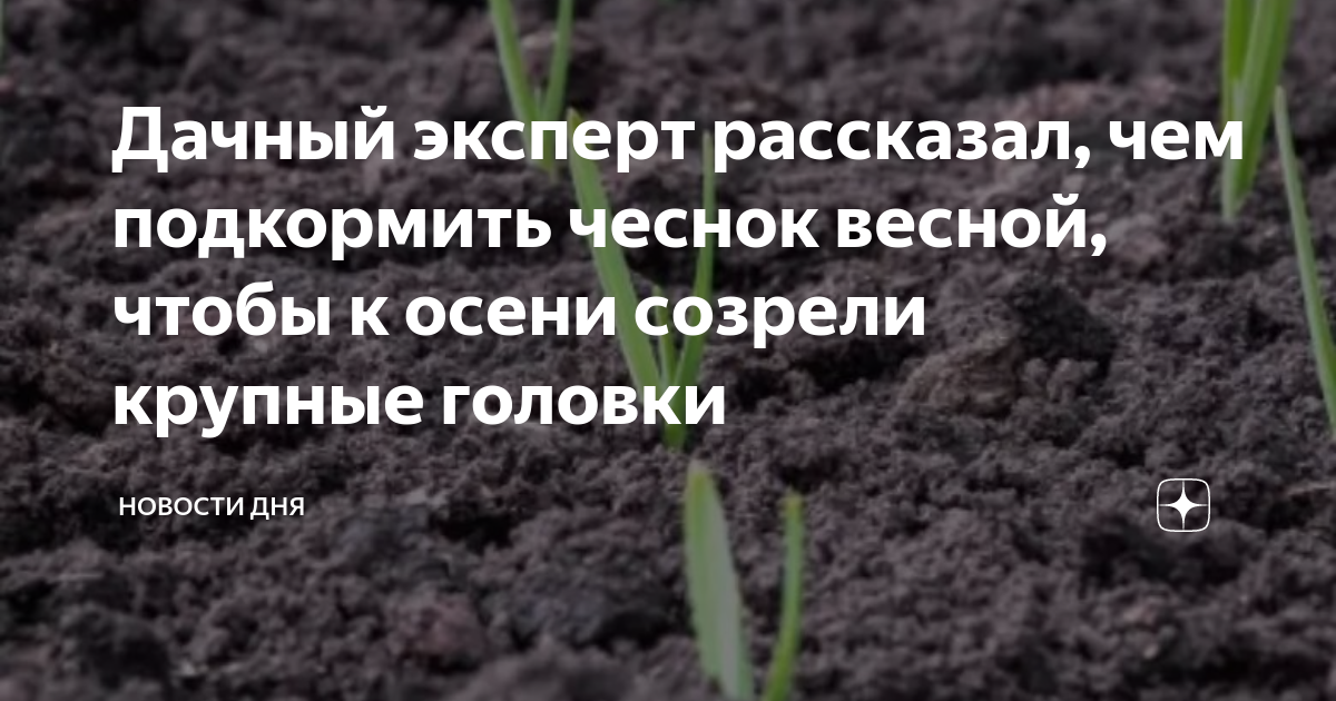 Подкормка чеснока аммиачной селитрой и сульфатом магния. Чем подкормить чеснок весной. Чем подкормить чеснок чтоб была крупная головка. Посадка чеснока весной в открытый грунт на головку в Сибири весной. Чем подкормить чеснок в мае посаженный под зиму.