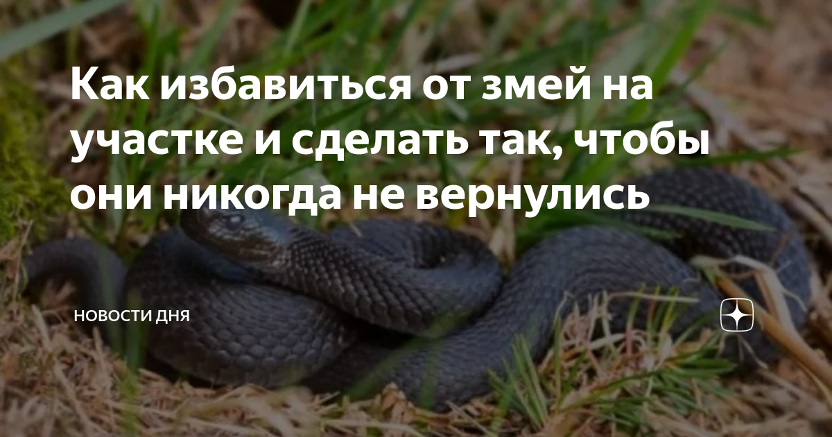 что сделать чтобы змея не заползла в дом