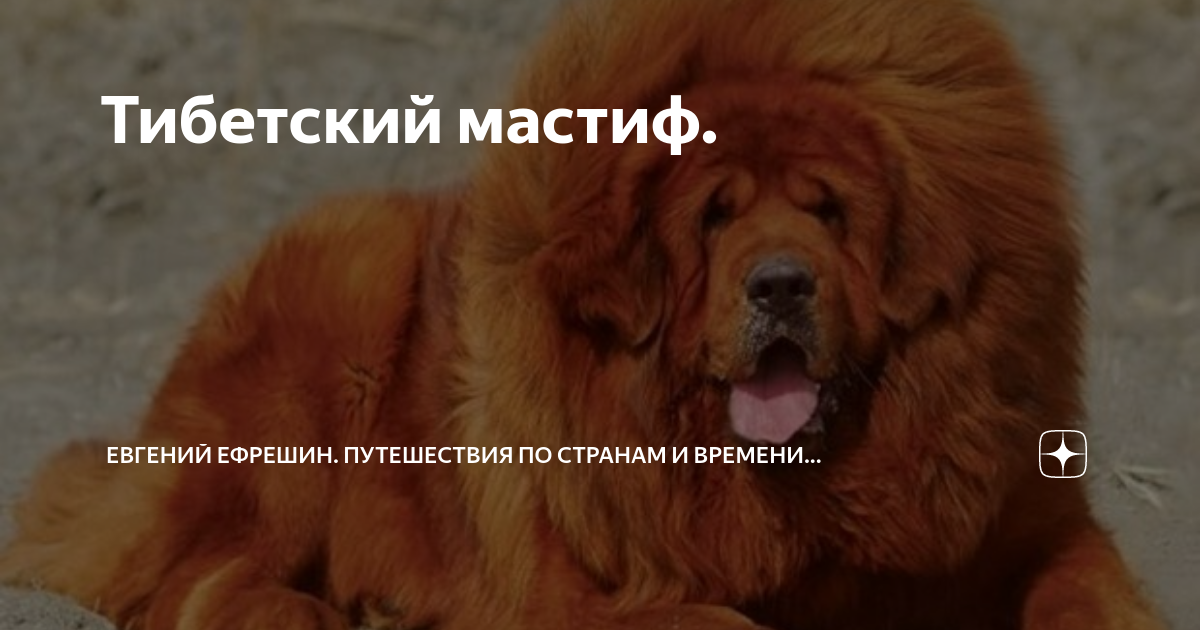 Тибетский мастиф. | Евгений Ефрешин. Путешествия по странам и времени ...