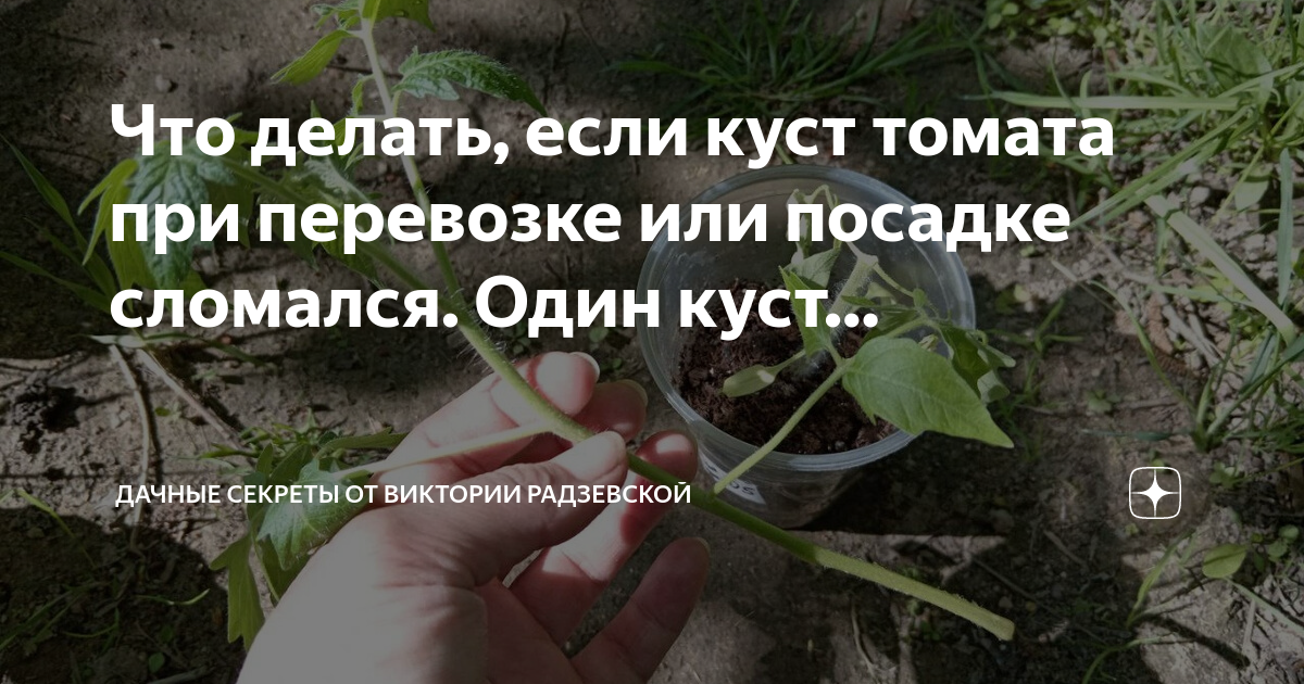 Что делать, если куст томата при перевозке или посадке сломался. Один ...
