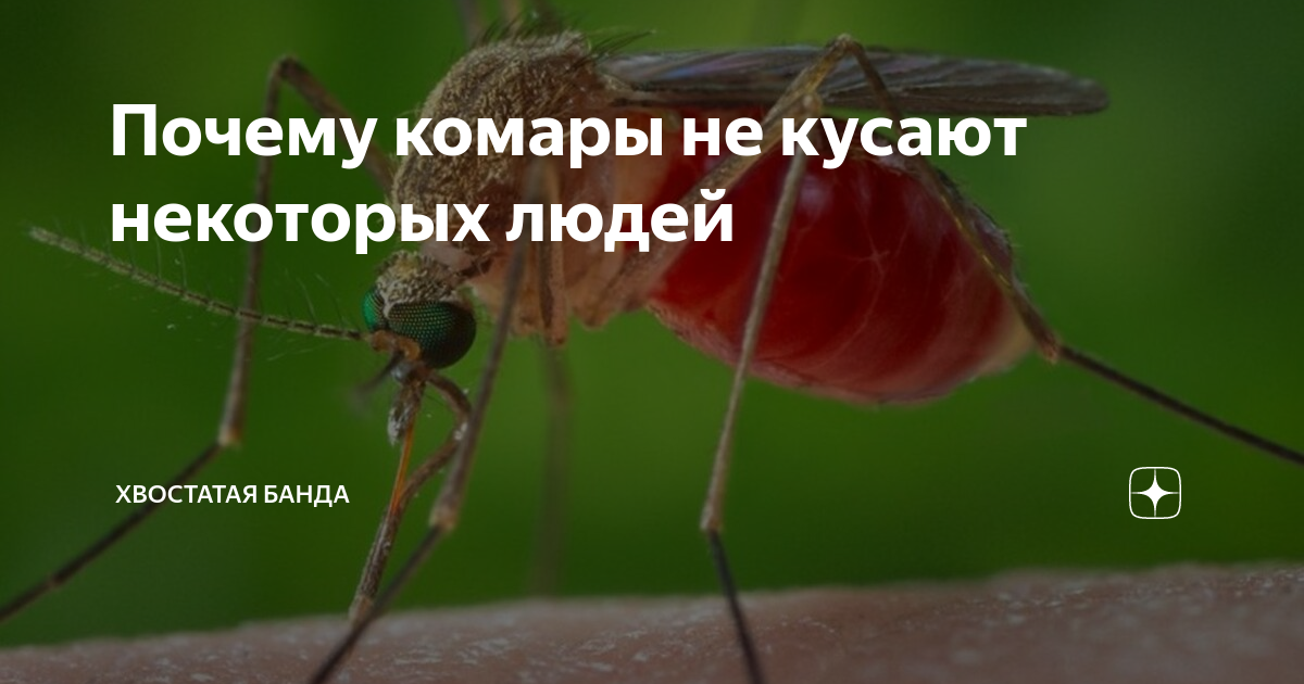 Почему комары кусают не всех
