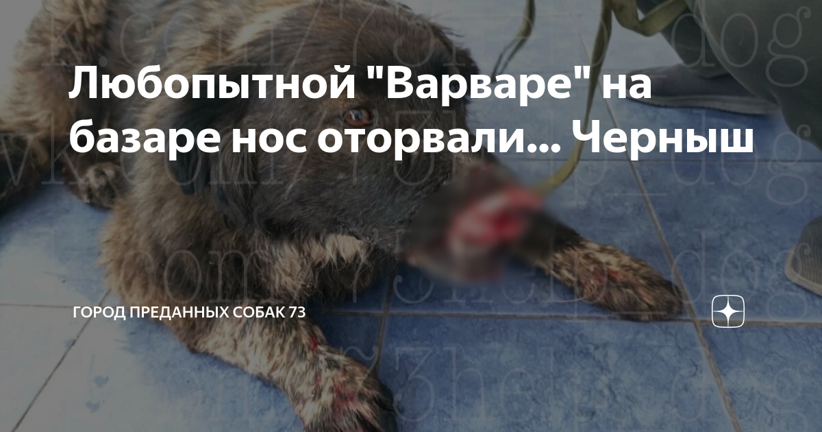 Любопытной "Варваре" на базаре нос оторвали… Черныш | Город преданных ...