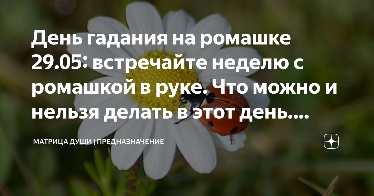 День гадания на ромашках 29 мая картинки прикольные