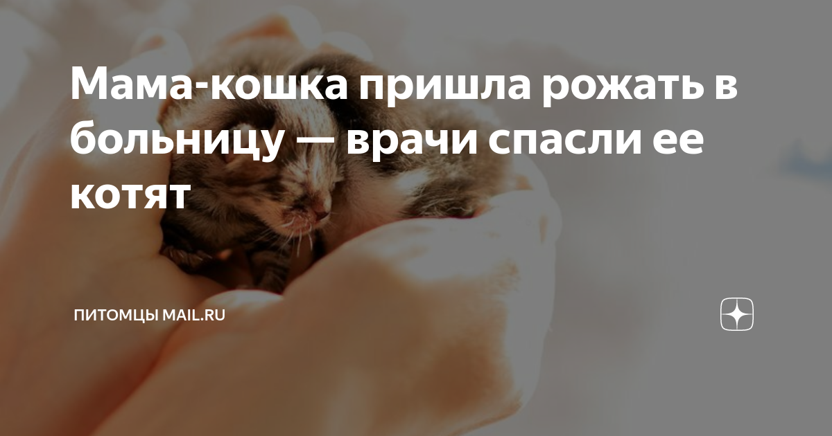 как будет на китайском мама ругает лошадь