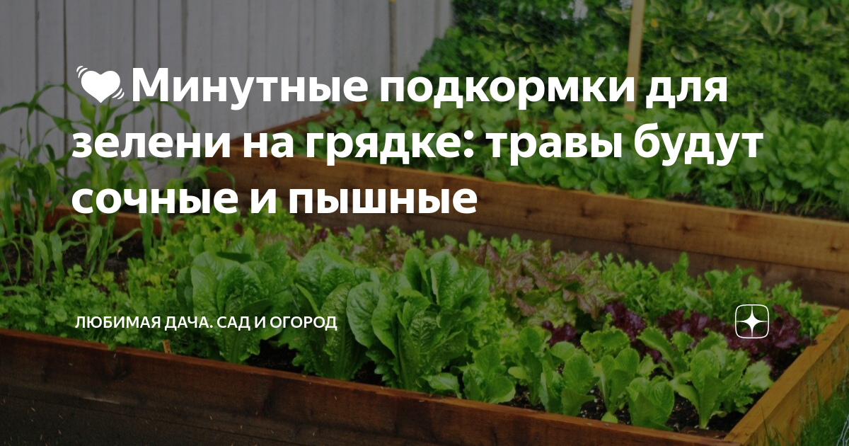 ??Минутные подкормки для зелени на грядке: травы будут сочные и пышные ...