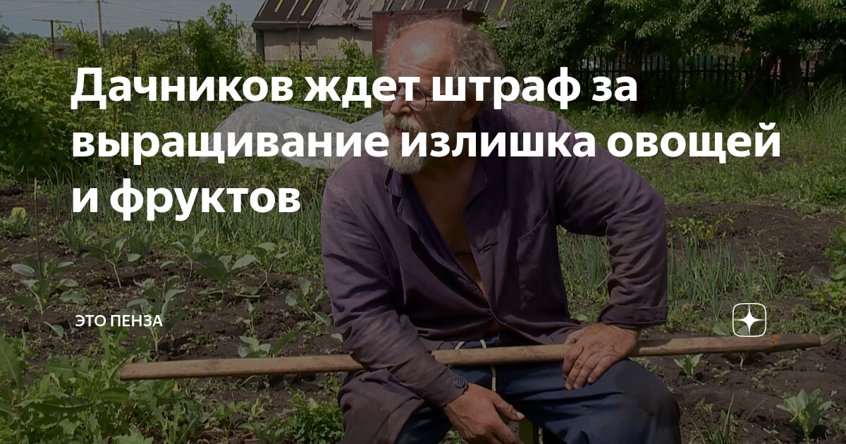 Дачников ждет штраф за выращивание излишка овощей и фруктов | ЭТО ПЕНЗА ...