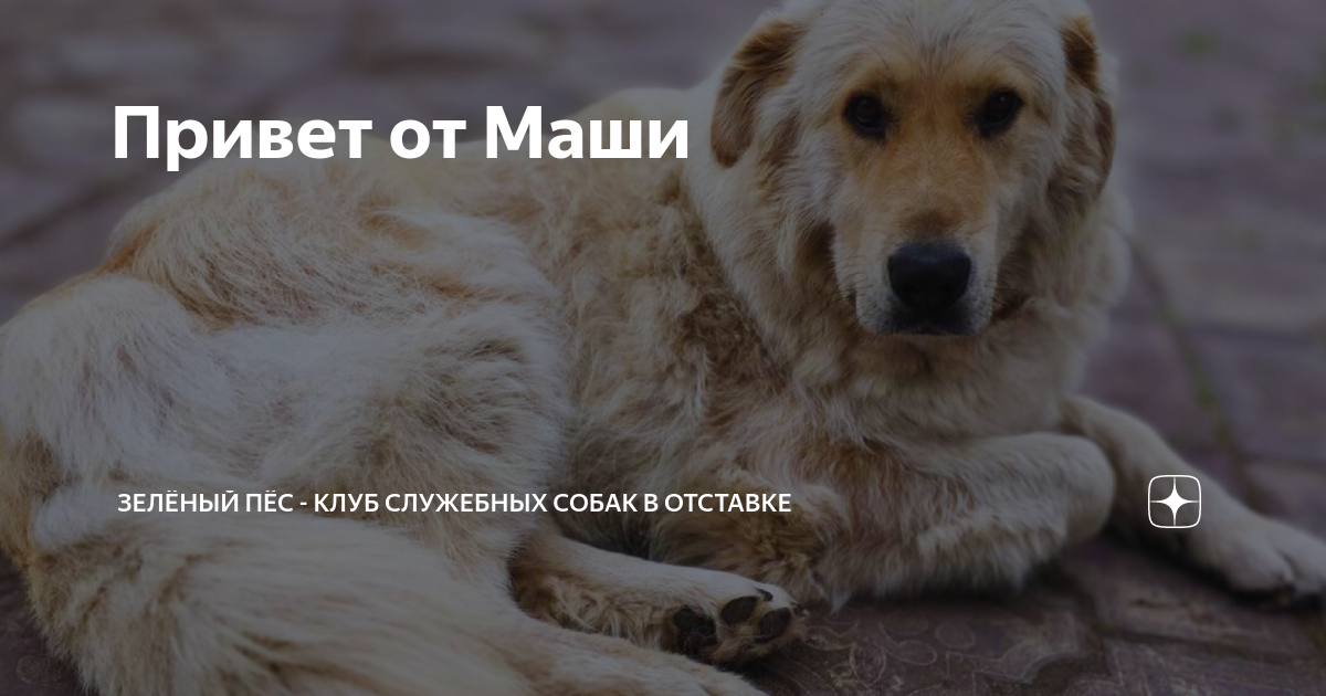 Клуб служебных собак в отставке зеленый пес. Дабл мерль альбинос. Клуб зеленая собака москва. Зеленый пес клуб. Зеленая собака бар кузнецкий мост.