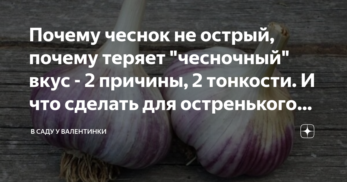 Чеснок не сушится: причины и способы решения проблемы