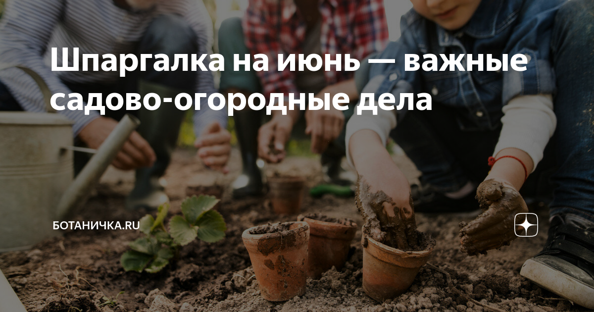 Подбор сортов и размещение на грядках