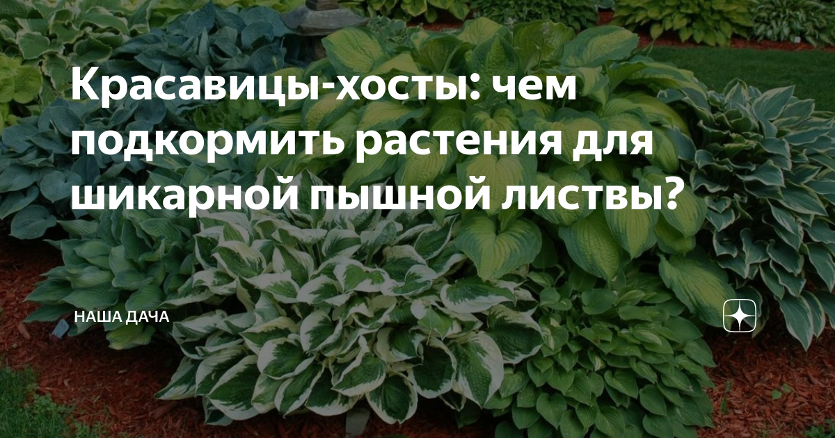 Чем подкормить хосту весной в мае. Хосты на участке. Чем подкормить хосты. Хоста самая популярная. Растение Хоста на дачных участках.