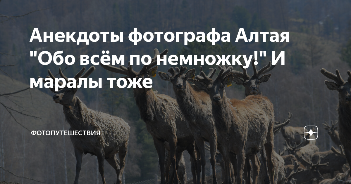 Анекдоты фотографа Алтая "Обо всём по немножку!" И маралы тоже ...