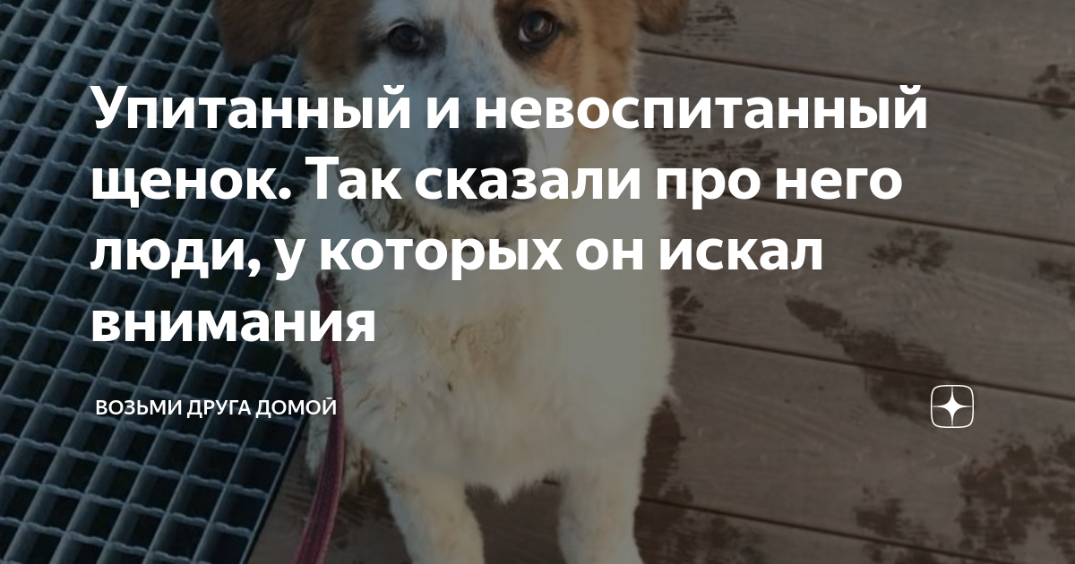 Как сказать собака очага собака очага. Забери друга домой. Возьми друга из приюта. Социальные плакаты приюты животных. Хотим домой бездомные животные.