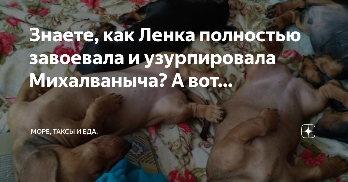 Такса собака. Море таксы и еда дзен. Море таксы и еда дзен. Собака такса рыжая. Такса.