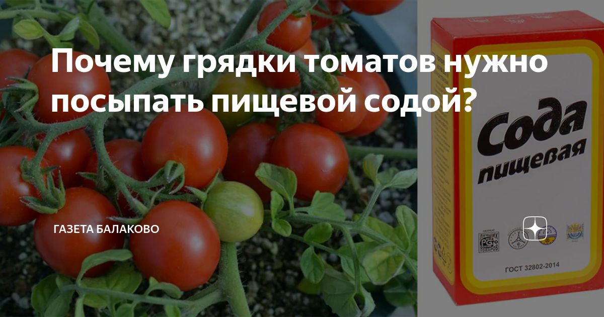 Почему грядки томатов нужно посыпать пищевой содой?