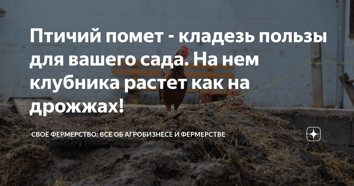 Птичий помет - кладезь пользы для вашего сада. На нем клубника растет ...