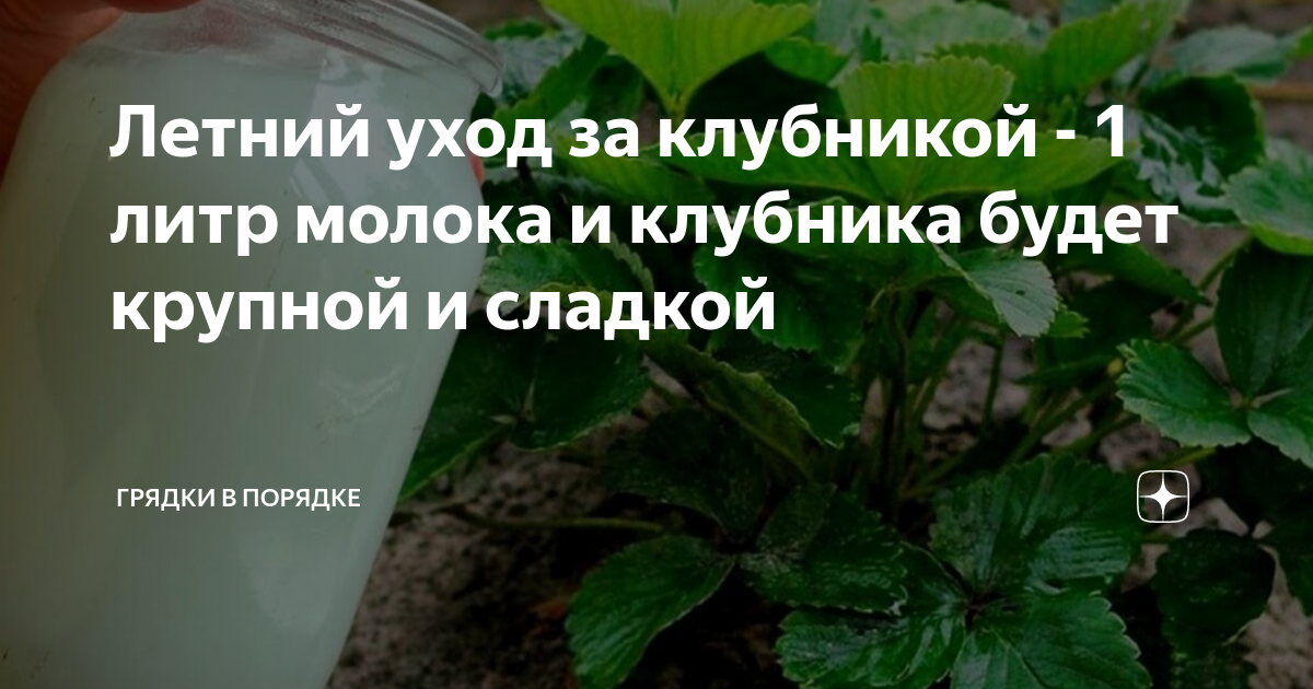 Летний уход за клубникой - 1 литр молока и клубника будет крупной и ...