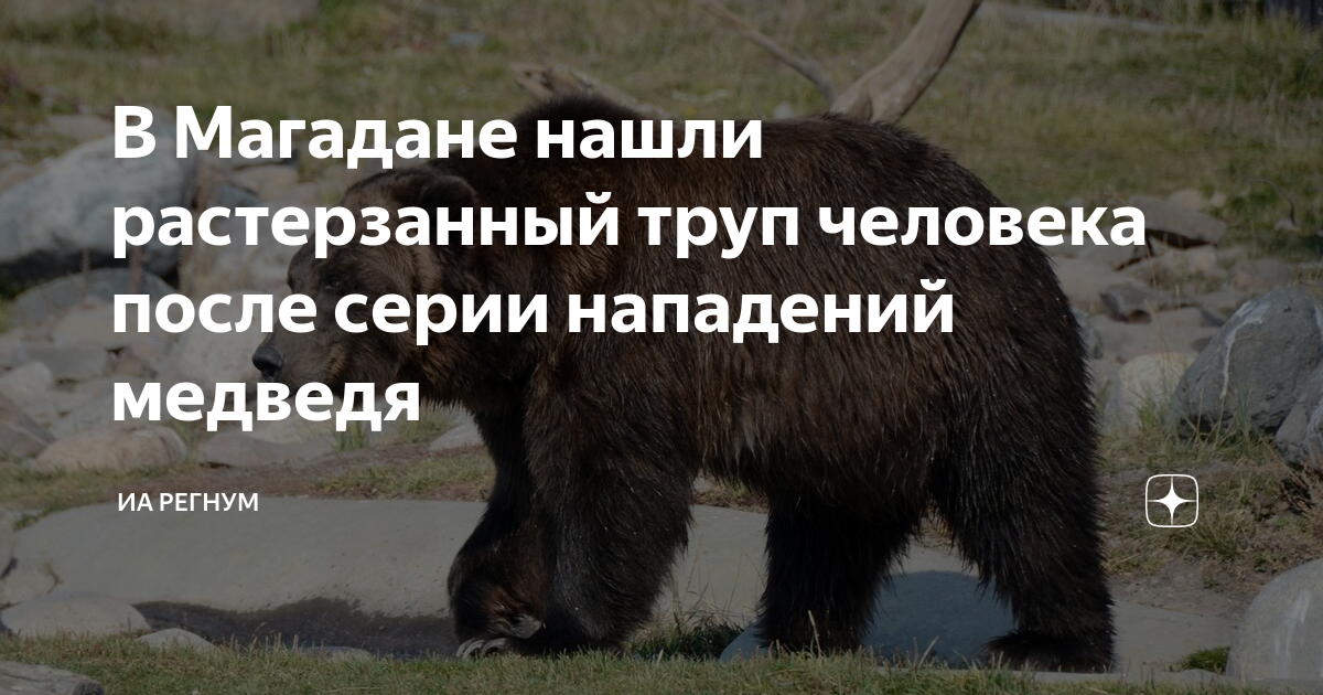 Нападение медведя на вахтовиков 10 ноября