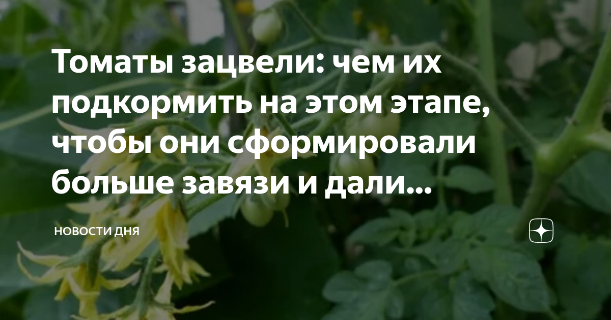 Почему не цветут помидоры
