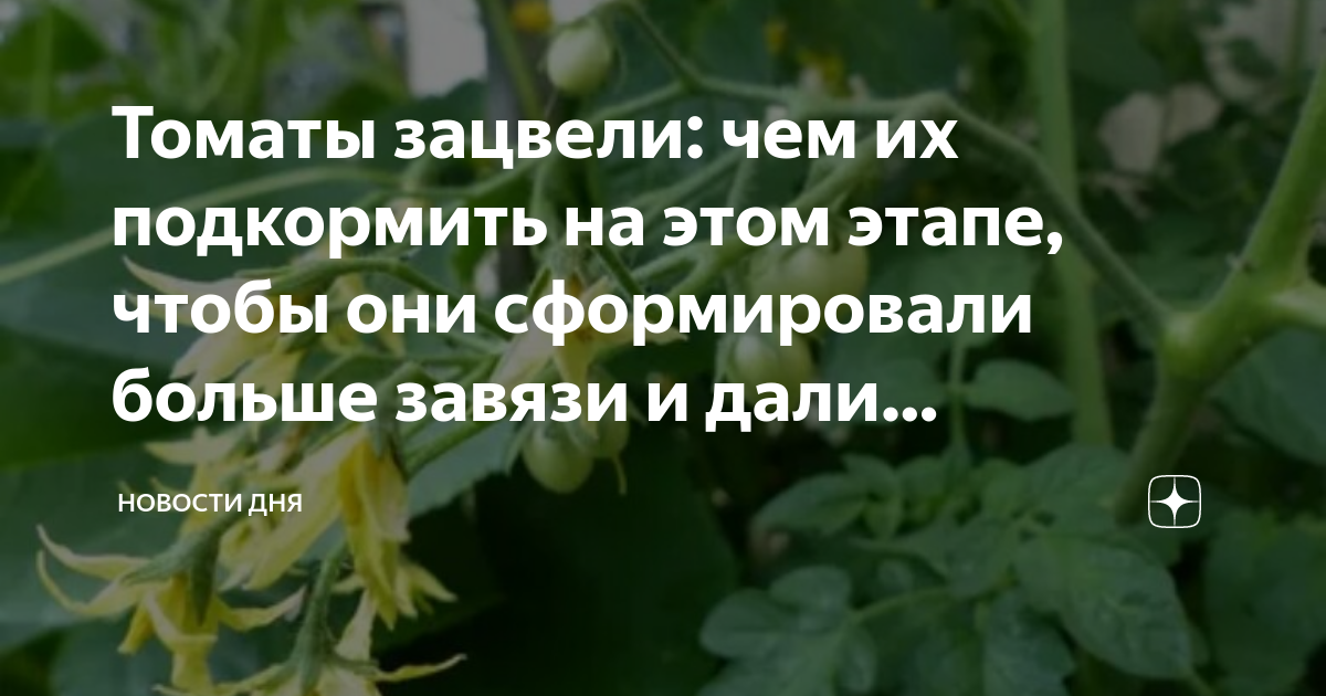 Помидоры плохо цветут что делать. Цветущий помидорный куст. Начало цветения помидор чем подкормить для завязи. Как начинают зацветать помидоры.