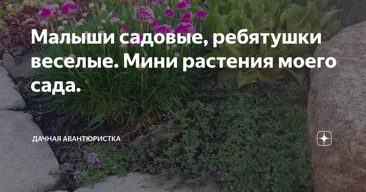 Малыши садовые, ребятушки веселые. Мини растения моего сада. | Дачная ...