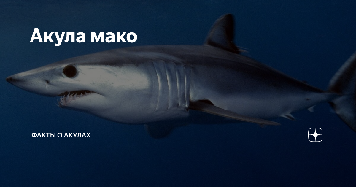 Мако акула опасна для человека. Акула мако. Акула мако в Египте. Акула мако длина. Акула мако факты.
