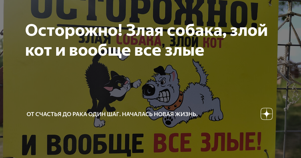 Осторожно! Злая собака, злой кот и вообще все злые | От рака до счастья ...