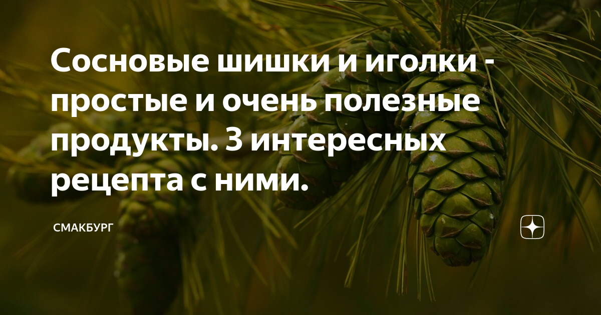 Польза хвои, или Не будьте колки, еловые иголки!