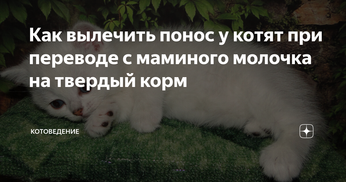 Чем лечить понос у котенка 2 месяца