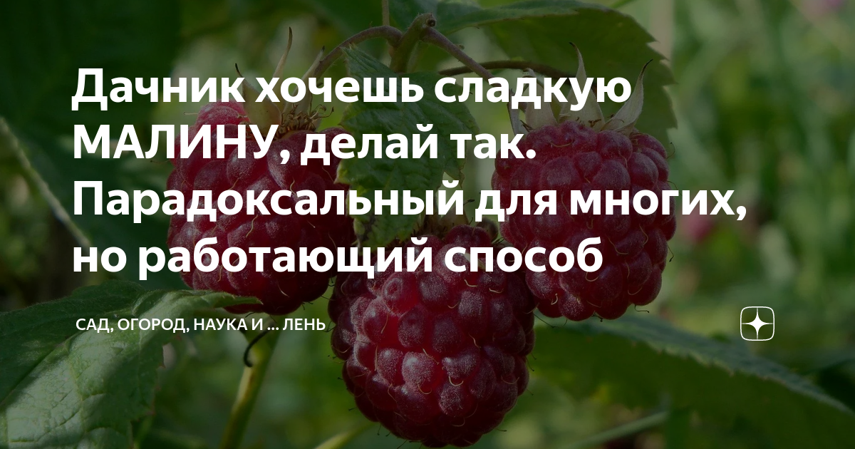 Что вы делаете малину хаваю