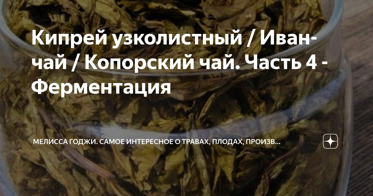 Кипрей узколистный / Иван-чай / Копорский чай. Часть 4 - Ферментация ...