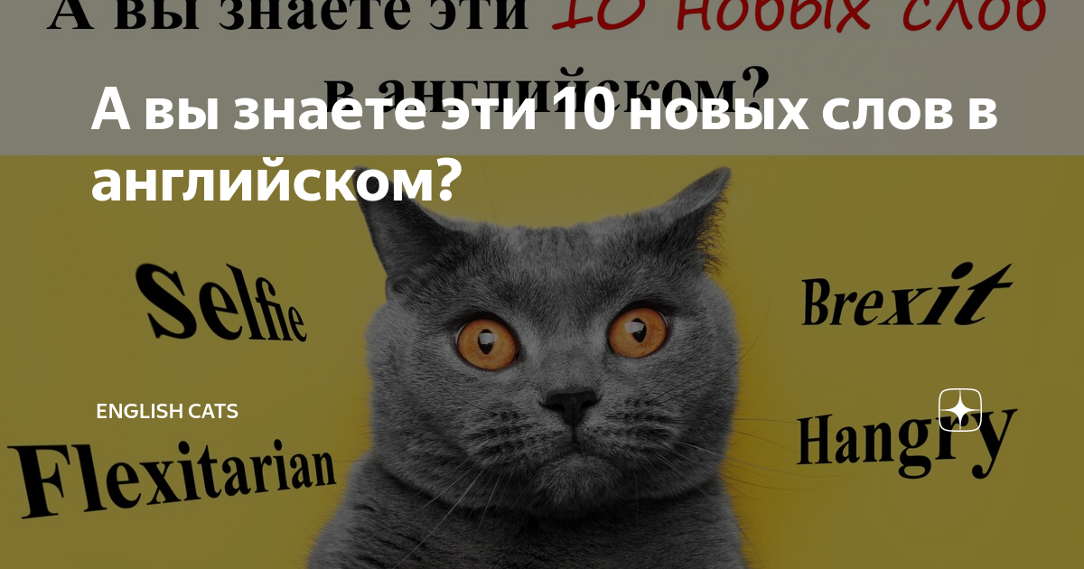Английский дотенхауз кошка. Опять на английском языке. Опять на английском языке. Кот не сдаст тебя. Английский язык кэт.
