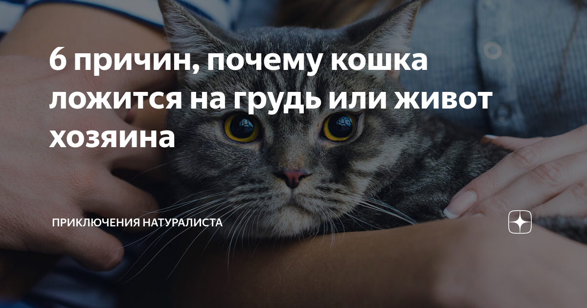 Съест ли кошка своих котят, если вы к ним прикоснетесь?